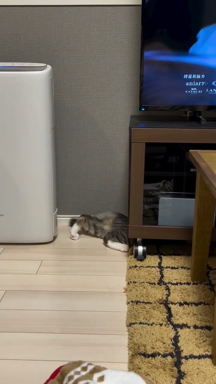 C magnifique vidéo chat nature