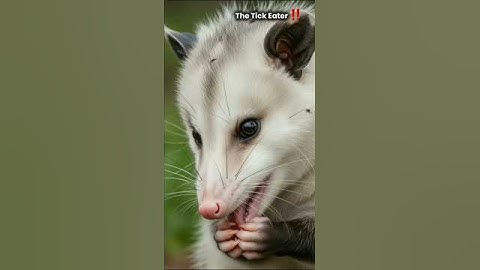 Opossums save humans by eating thousands of ticks!"#opossum  #animalheroes  #wildlifeshorts  #fyp