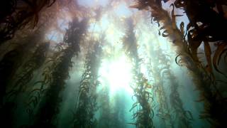Nbtt Divers At Honeymoon Cove, Palos Verdes Estates,Ca.