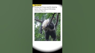 They usually just fall asleep wherever ther are 😂