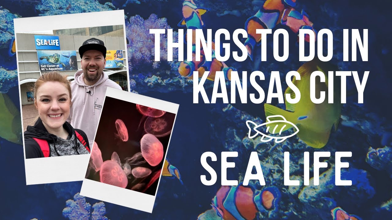 Things To Do in Kansas City SEA LIFE YouTube