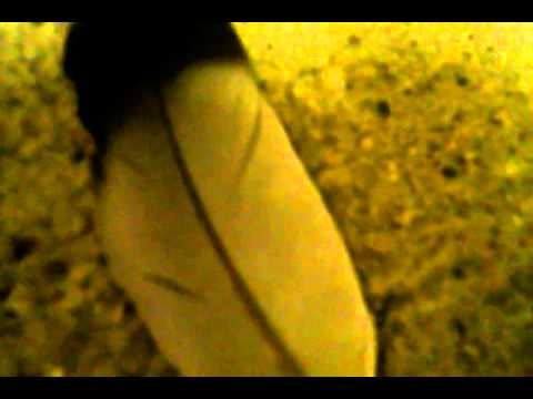 camera iphone 8 plus apk Sergio watch this #illuminati piss