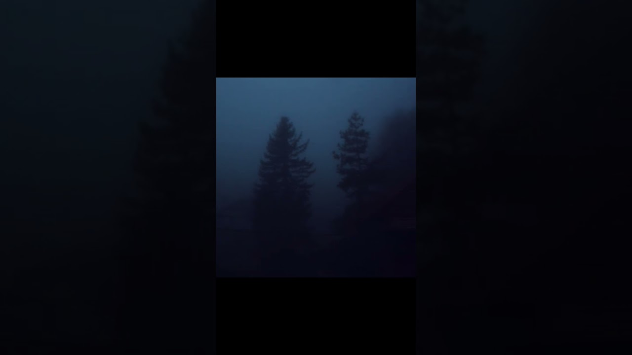 Foggy evenings in forest are spooky but so calm 👻🖤 