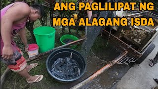 Download Lagu PAGLILIPAT NG MGA ALAGANG ISDA || February 23, 2026 MP3