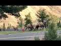 Big bull elk fight in Yellowstone