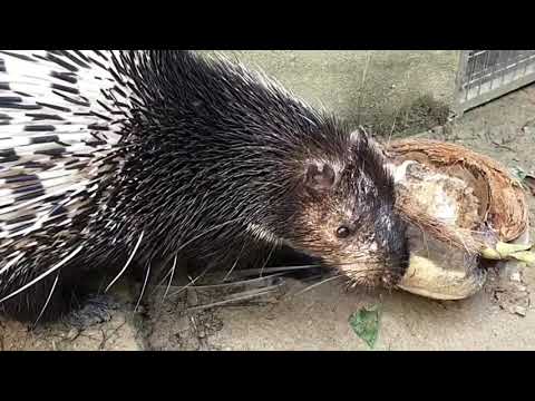 Bunyi seekor Landak Raya @ Malayan Porcupine...Moh Tengok Macamana bunyinya🥰