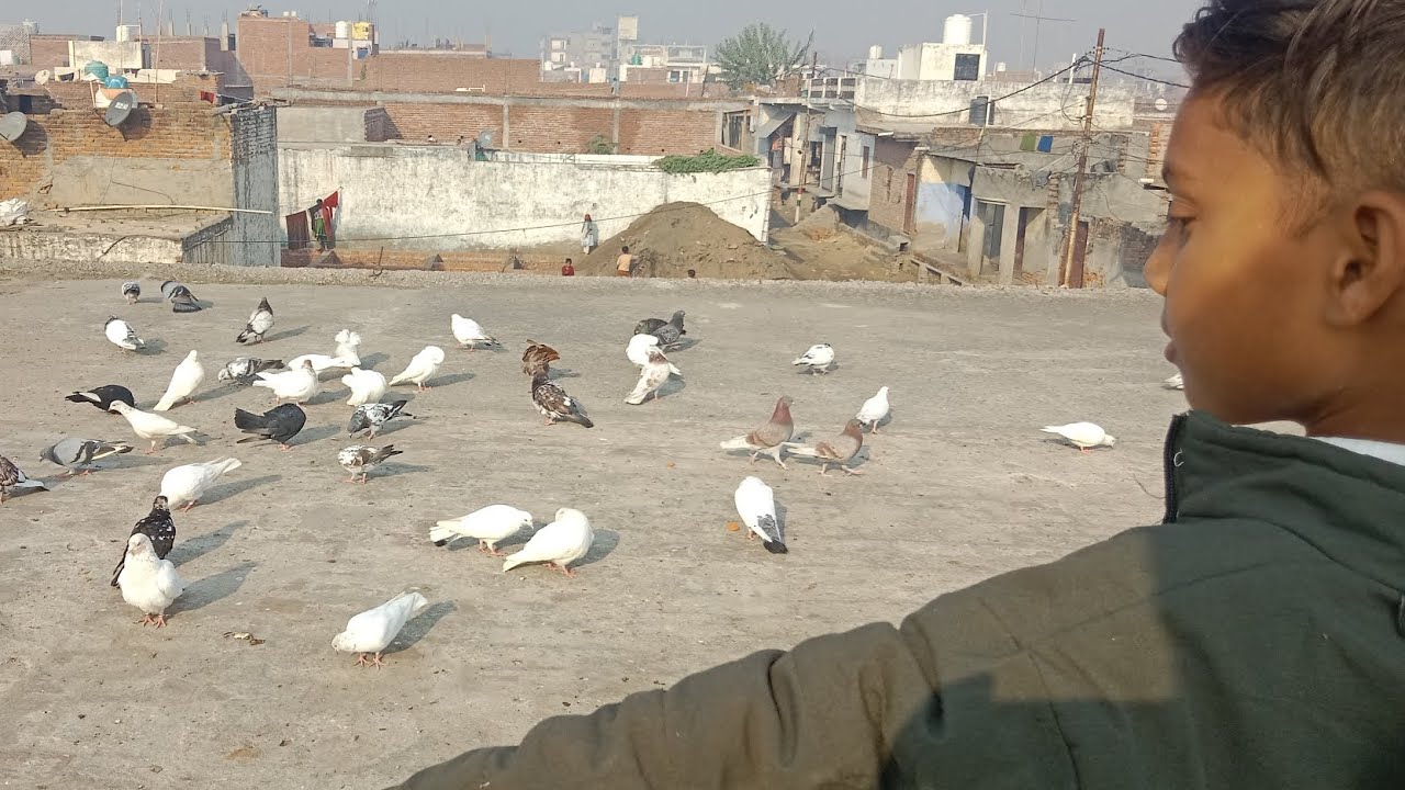 farm house ke pigeons |||| farm house ka set-up. |||
