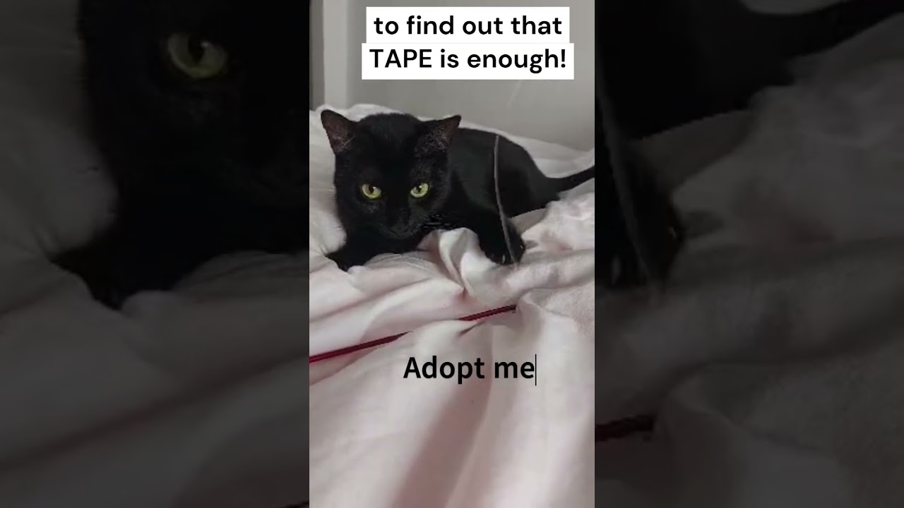 Cheapest homemade cat toy 