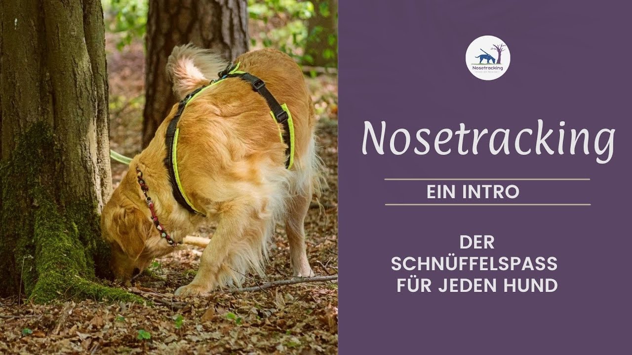 Nosetracking - der Spürhundesport