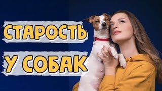 СТАРОСТЬ У СОБАК | СИМПТОМЫ СТАРЕНИЯ И ПРАВИЛА УХОДА ЗА НЕМОЛОДЫМ ПИТОМЦЕМ