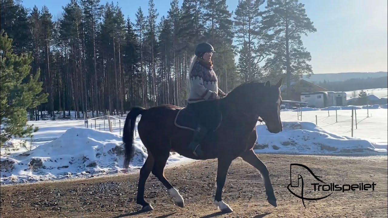 We continue working on the trot. Rhythm, contact, diagonals.