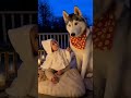 Dog's AMAZING Response to Baby's Trick Halloween!