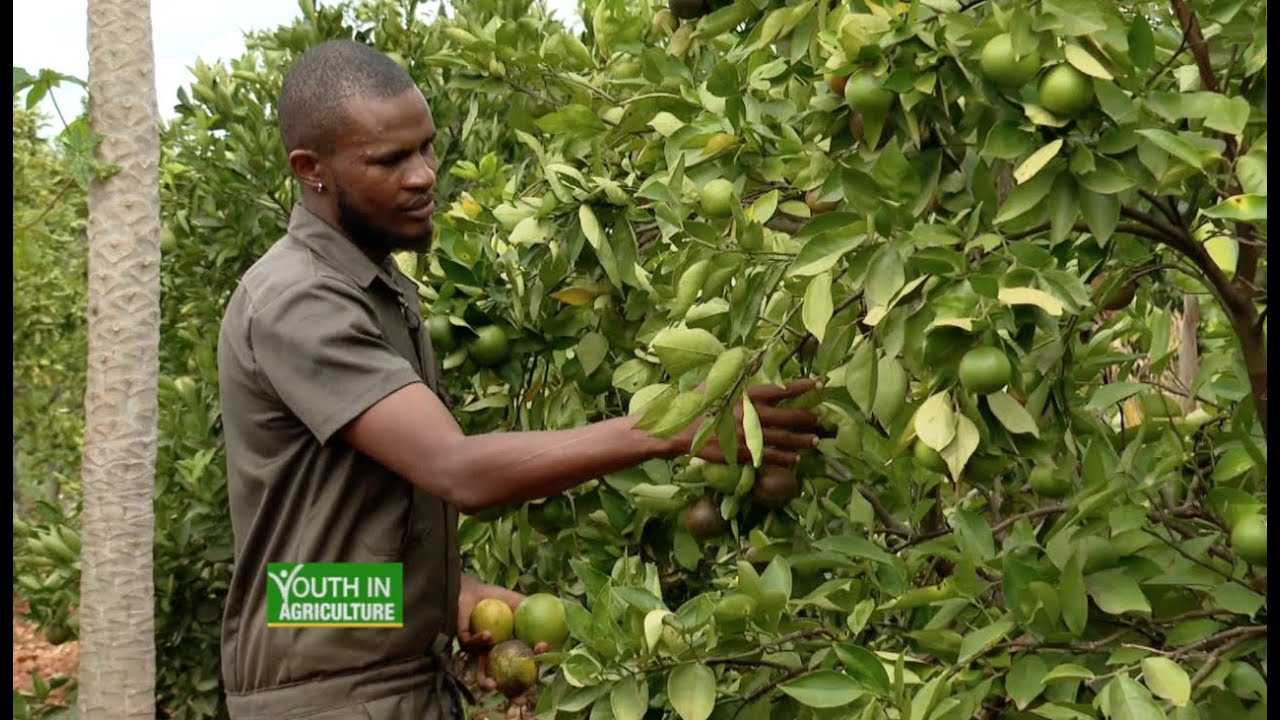 Youth who quit civil engineering job to start farming - Youth in Agriculture |part 1|