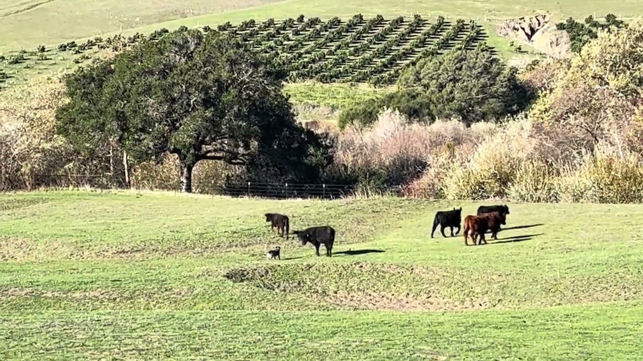 Sassy doing what Cattle Dogs do