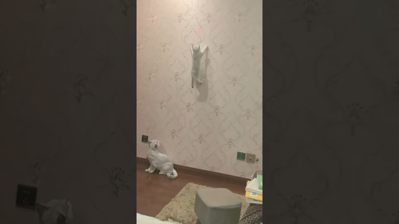Kitten Scales Wallpaper While Chasing Red Laser Dot