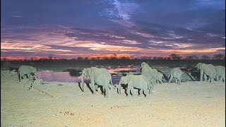 Full EarthCam Live: Hideaways Camp Kuzuma, African Watering Hole (Chobe, Botswana) Update