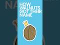 How Walnuts Got Their Name #shorts