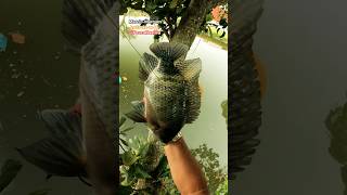 NA MÍDIA. #pescanaativa #shorts #pesca #jogos #brasil #reels #video #tv #ai #futebol #camping #love