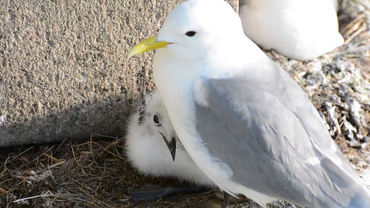 Kittiwake on Tyne Bridge