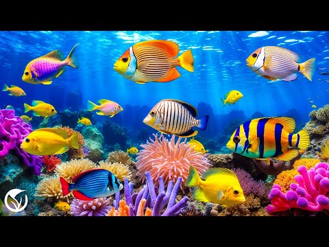 Healing Music For Mind Clearing Calm Harmony And Emotional Detox