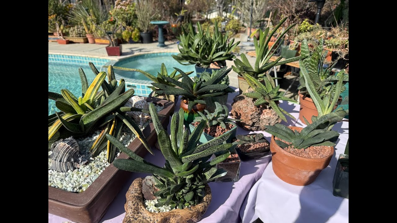 Gasteria Succulent! Best Indoor Plant!! - Episode 168
