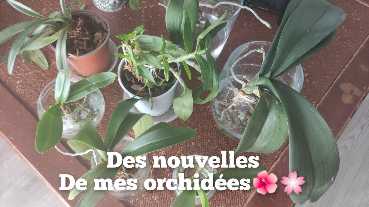Comment Faire Pour Avoir Une Helke Orchidée