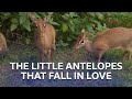The little antelopes that fall in love | Inside the Zoo | BBC Scotland