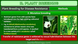 Strategies for enhancement in food production | Part 5 - Plant breeding 2
