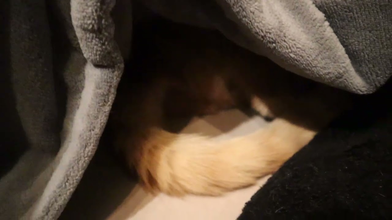 Cat approves of heated blanket