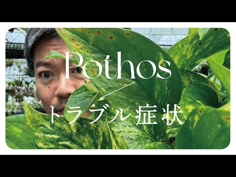 ポトスの葉が黒い！原因と今すぐできる対処法