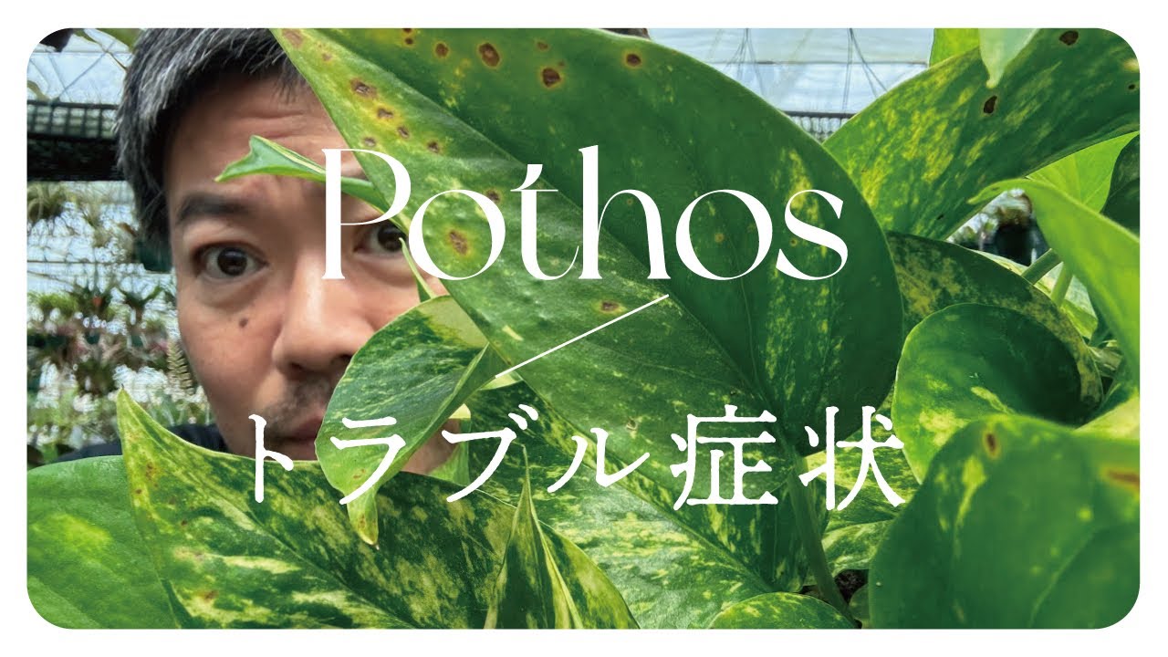 これ、病気？害虫？ポトスのトラブルについて解説‼️