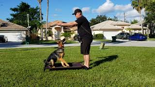 German Shepherd Puppy Training  6 months old  How to Train Hand Commands to Voice Commands