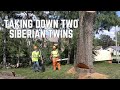 Taking Down Big Siberian Twins - Professional Tree Removal