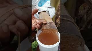 petani gula merah tidak takut angin #tutorial #process #coconut #wine #TukangNderesKebumen