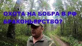 Охотники-бобрятники РФ все браконьеры? Или как охотиться на бобра по правилам?