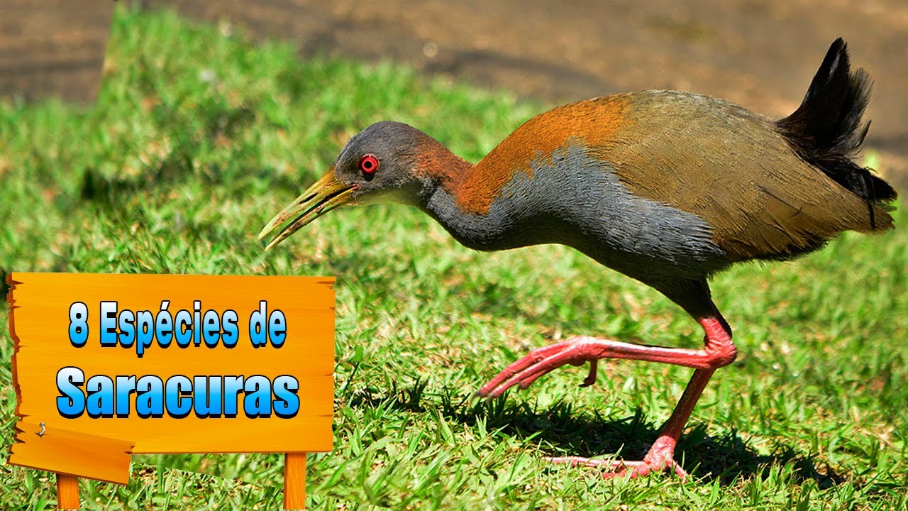 8 ESPÉCIES DE SARACURAS - Seus Cantos, Suas Características, Seus ...