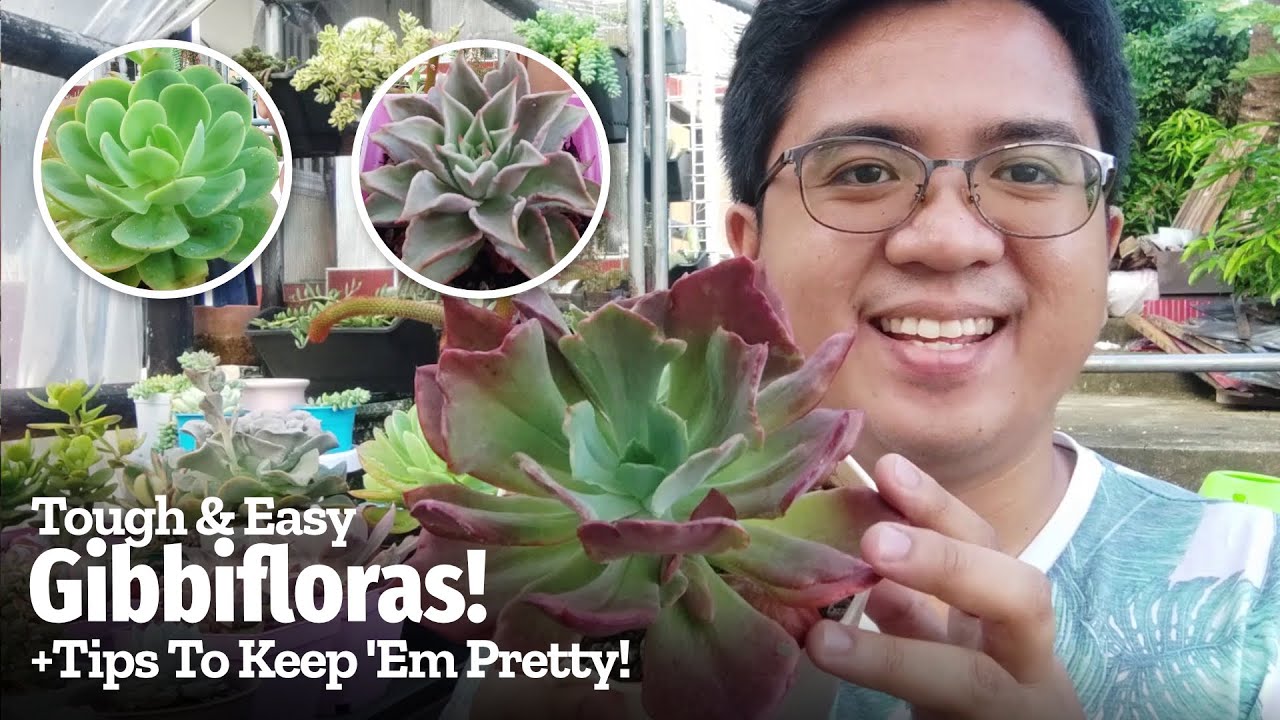 10 Tough & Easy GIBBIFLORA Echeverias (+Care Tips to Grow Them)