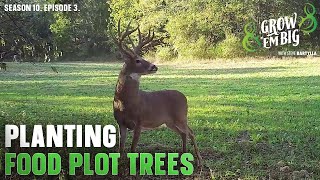 Top 3 Tips When Planting Spring Food Plot Trees