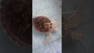 Sea turtles #turtule #sea #ocean