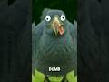 dodo's wasn't dumb 😱😱😱😱 #facts #birds #wildlife