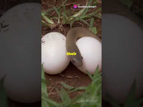 View of Do Female Snakes Have Two Reproductive Organs