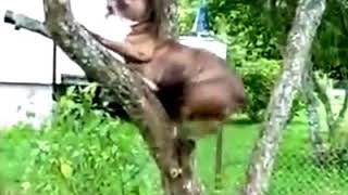 Собака лазит по деревьям / A dog climbs trees