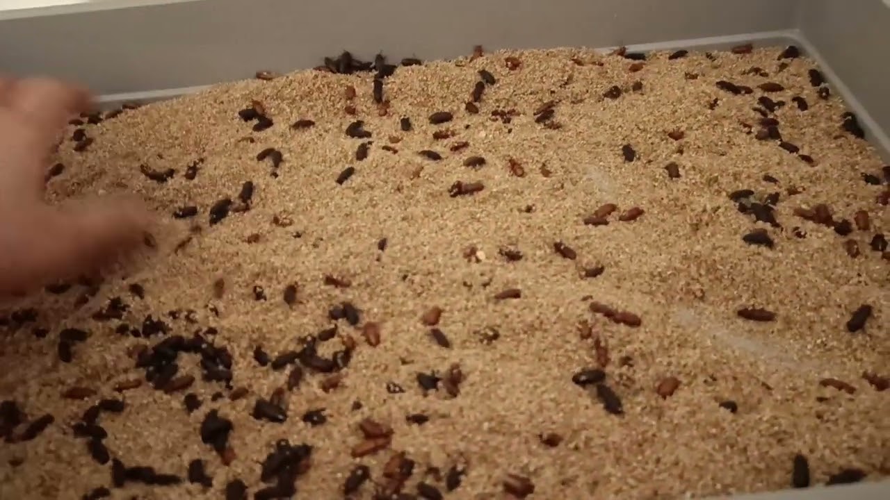 Mehlkäfer-Zuchtkiste | Einfache Variante und professionelle Variante