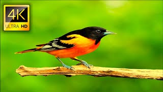 Wild Birds Collection in 4K ULTRA HD HDR with Relaxing Music by 8K Naturer 1,766 views 3 years ago 44 minutes