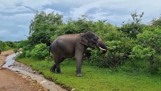 srilankan #animals #elephant #elephantattack #yalanationalpark #amazing #wildlife #chill #tourism