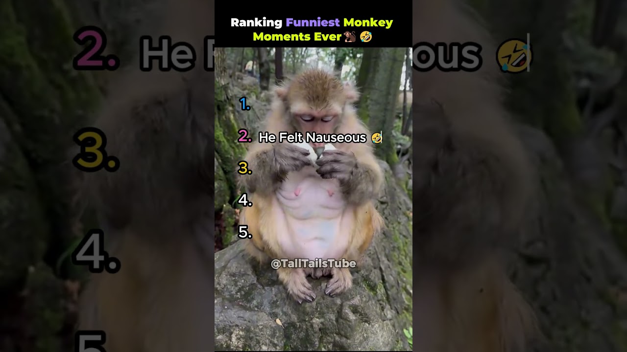 Ranking Funniest Monkey Moments Ever 🐒🤣 