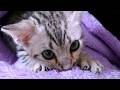 子猫の時から毛布を見るとふみふみを止められないルナ