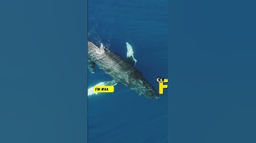 Walvissen leren Mobiele Video 2