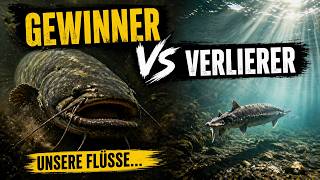 Zwei Giganten Unserer Flüsse Gewinner Und Verlierer Im Wasser