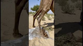 The Camel Gave Birth To Her Baby On The Hot Desert Sand, And The Newborn Is Completely Healthy.